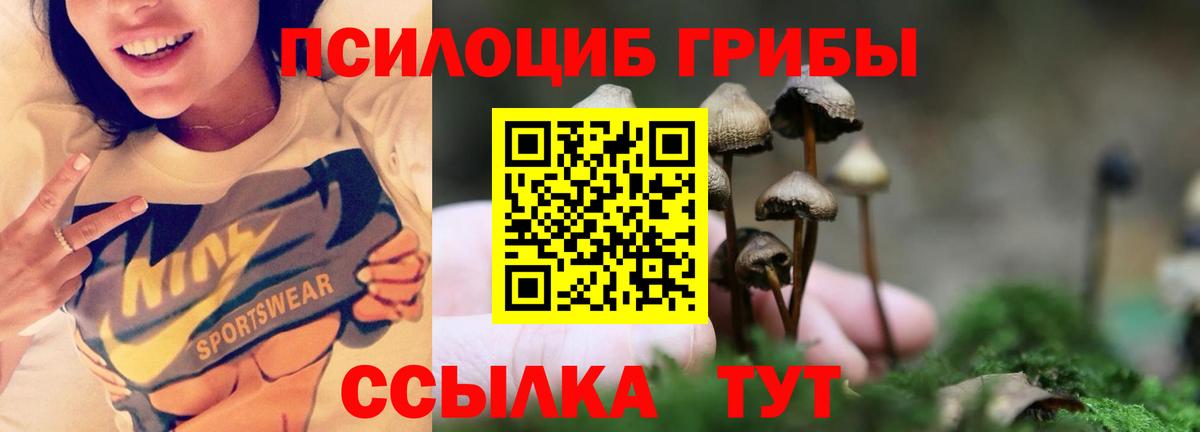 Галлюциногенные грибы Psilocybe Омск